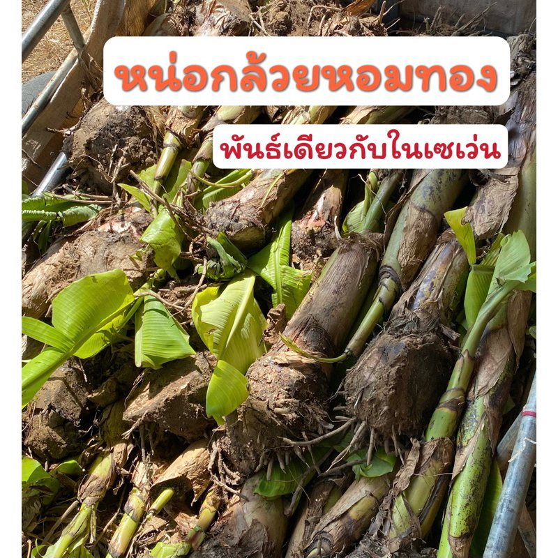 หน่อกล้วยหอมทอง ท่ายาง พันธุ์แท้ ต้นใหญ่ ปลูกง่าย พันธุ์เดียวกับเซเว่น (1 หน่อ)