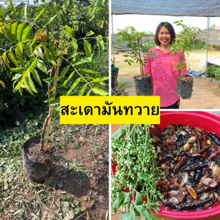 🌲สะเดามันทวาย ต้นเสียบยอด🌲 🌱ปลูกได้กับดินทุกสภาพ🌱 🎄ความสูงต้นประมาณ 45-50 ซม.🎄