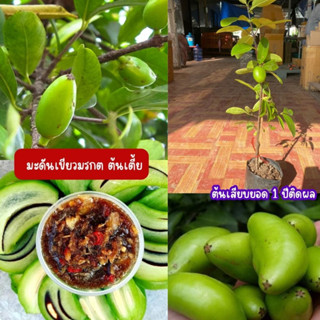 🍏🍏มะดันเขียวมรกต ต้นเสียบยอด🍏🍏 💓💓ผลดก ปลูกได้กับดินทุกสภาพ💓💓 🌴🌴ความสูงต้นประมาณ 45-55 ซม.🌴🌴