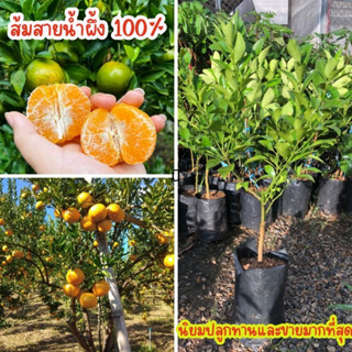 🍊🍊ส้มสายผึ้งน้ำ ต้นเสียบยอด🍊🍊 🌱🌱ปลูกได้กับดินทุกสภาพ ผลดก🌱🌱 🎄🎄ความสูงต้นประมาณ 45 ซม.🎄🎄