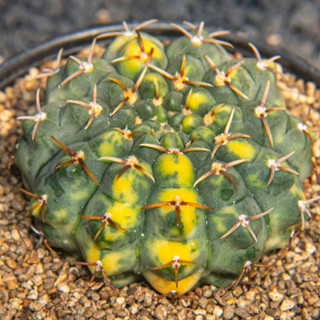 Gymnocalycium ochoterenae x vatteri ด่าง แคคตัส กระบองเพชร cactus ยิมโนคาไลเซียม ไม้ประดับ ไม้สะสม