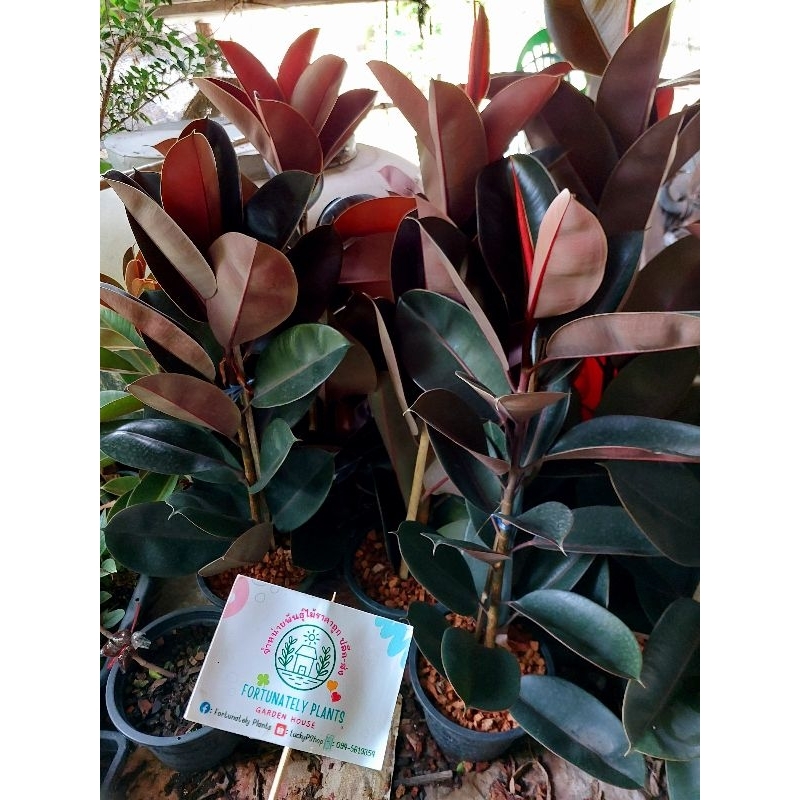 ยางอินเดียดำ กระถาง 10 นิ้ว 🌿ไม้ฟอกอากาศ 🌿สูง 75-85 ซม. 📌รบกวนลูกค้าสั่งออเดอร์ละ 1 ต้น และไม่สั่งรวมกับอย่างอื่นนะคะ📌