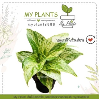 ต้นไม้ฟอกอากาศ ดูดซับสารพิษ  🌱