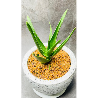 Aloe Vera Cactus อโรเวล่า แคคตัส ไม้นำเข้า Africa ความสวยงาม classic