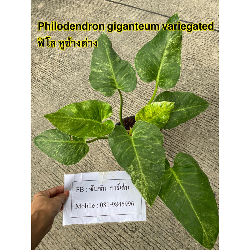 ฟิโลเดนดรอน หูช้างด่าง Philodendron giganteum🌿ต้นที่ส่ง คือ ต้นในรูป)🌿รับประกันความเสียหายจากการขนส่ง