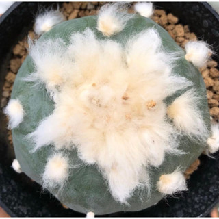 🐩💕ต้าวลูกหมา ขนปุกปุยเกินปุยมุ้ยยลูก🐶🥰🐩 🐷🐽🐷Lophophora Diffusa koike เป็นลูกไม้สายหัวฟูๆจากต้นพ่อแม่ญี่ปุ่น🇯🇵❤️