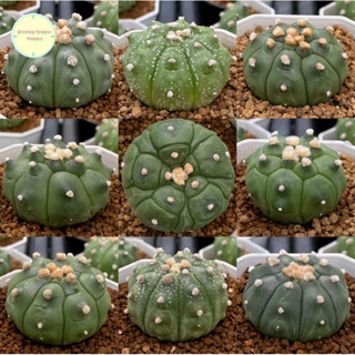 [ ASTR6 ] แอสโตรกิ๊กโกะ เต่า Astrophytum Kikko แอสโตร แอสโตรไฟตั้ม แคคตัส กระบองเพชร ต้นไม้ แอสโตรไฟตัม