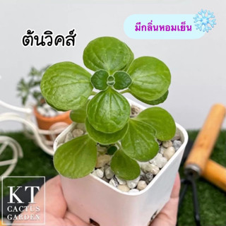 ต้นวิคส์ Vicks Plant ใบมีกลิ่นหอมเย็นเมนทอลเหมือน Vick vapor rub 🪴ส่งทั้งกระถาง