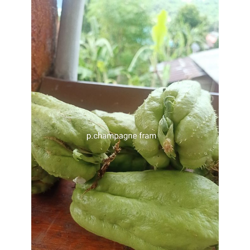 มะระหวาน พร้อมปลูก🍐 3 ลูก แถม 3 ลูก🍐