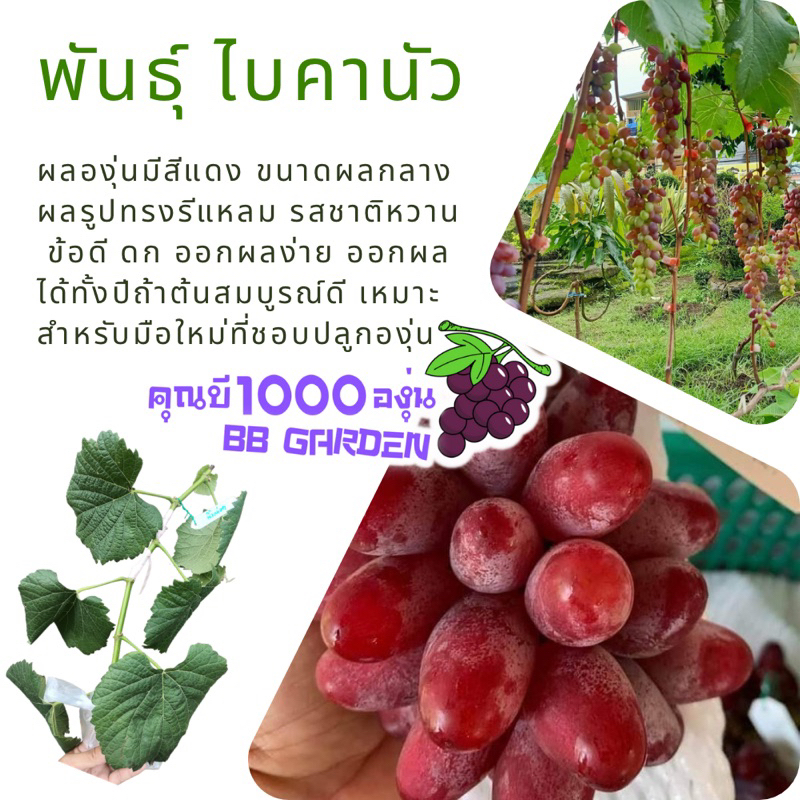องุ่นพันธุ์ ไบคานัว ชุด2กิ่ง (กิ่งติดตา) ยังไม่แตกยอด