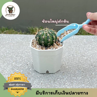 ชุดอุปกรณ์ปลูกต้นไม้ เซต 5 ชิ้น ช้อนตักดิน พรวน ปากคีบ สำหรับแคคตัส สวนจิ๋ว กระถางเล็ก