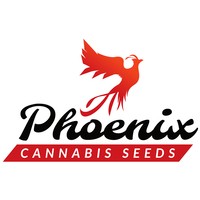 Phoenix Seeds สายพันธุ์คัดแบ่งพิเศษ