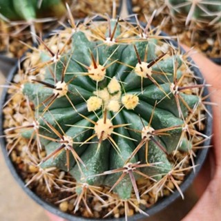 เฟอโรแคคตัส (Ferocactus)