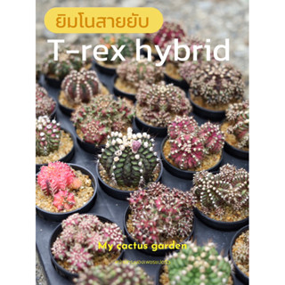 [พร้อมส่ง] gymno t-rex hybrid แคคตัส ยิมโนสายยับไม้เมล็ดทุกต้น