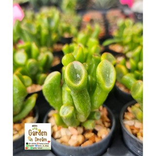 กุหลาบหลอด (หูเชร็ค)  Crassula Ovata Gollum ไม้อวบน้ำ กุหลาบหิน แคคตัส กระบองเพชร กระถาง 2 นิ้ว