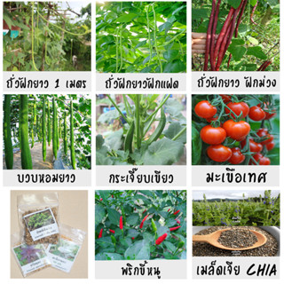 เมล็ดพันธุ์ผักพื้นบ้าน ประเภทฝัก เมล็ดพันธุ์อินทรีย์ พันธุ์แท้ ปลูกต่อได้