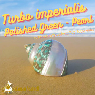 Andaman seashell เปลือกหอย เปลือกหอยตาวัวจอร์แดนเขียว ขัดขาว-เขียว (Turbo imperialis)