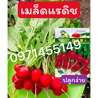 เมล็ดชุด เมล็ดแรดิช  แครอท บีทรูท หัวผักกาด