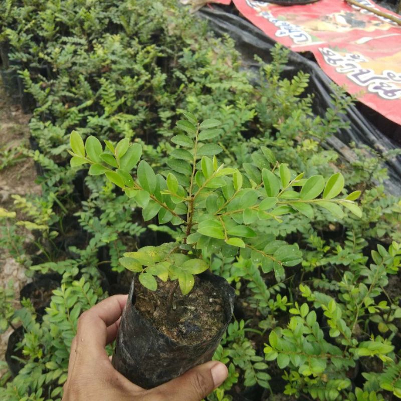 ต้นล่ำซำ1ต้น10-15ซม.ไม้ดับมงคลนิยมฟอร์มสวยร่มเงา - รูปที่ 2
