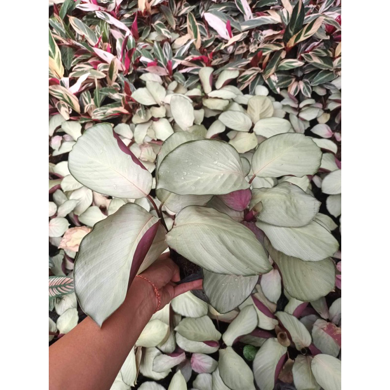 คล้าใบละร้อย(Calathea vaginata Petersen) ส่งแบบถุง