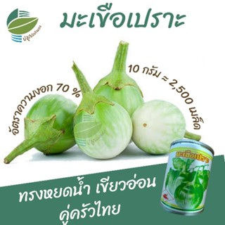 เมล็ดพันธุ์ มะเขือเปราะ ( Round Eggplant)