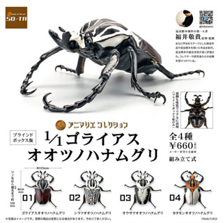 (ครบชุดพร้อมส่ง) กาชาปองด้วงโกไลแอท Gashapon 1/1 SO-TA Goliathus Beetle Animalier Collection โมเดลสัตว์