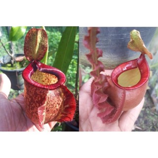 เมล็ดหม้อข้าวหม้อแกงลิงลูกผสมสายพันธุ์N.(viking ampullaria)x [(mirabilis wing x (viking x ampullaria)]