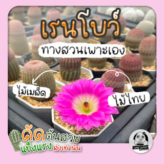 ต้นเรนโบว์ - ไม้เพาะในไทย (Echinocereus Rigidissimus) ไม้เพาะเมล็ด - ต้นกระบองเพชร ราคาถูก🌵ต้นแคคตัส❤️