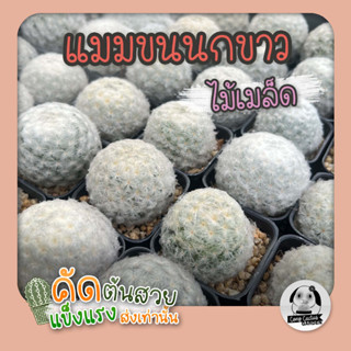 ต้นแมมขนนกขาว (Mamillaria plumosa) ไม้เพาะเมล็ด - ต้นกระบองเพชร ราคาถูก🌵ต้นแคคตัส❤️