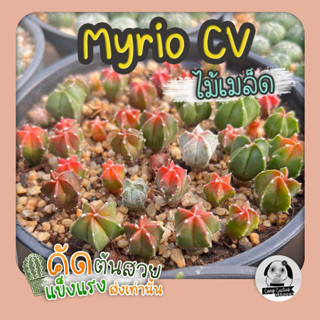 ต้น มายริโอ CV.Red/Orange/Yellow ต้นเล็กออกสีทุกต้น (Myrio cv) ไม้เพาะเมล็ด  - ต้นกระบองเพชร ราคาถูก🌵ต้นแคคตัส❤️