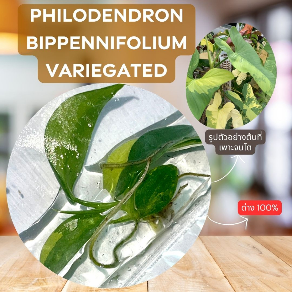 (ด่างแล้ว ไม่ต้องลุ้น!!!)เนื้อเยื่อไวโอลินด่างในถุง Philodendron Bipennifolium Variegated Tissue Cultured