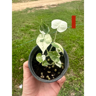 🍀Alocasia frydex variegated🍀อโลคาเซียฟรายเด็คด่าง☘️ราคาถูก ถูก🔥