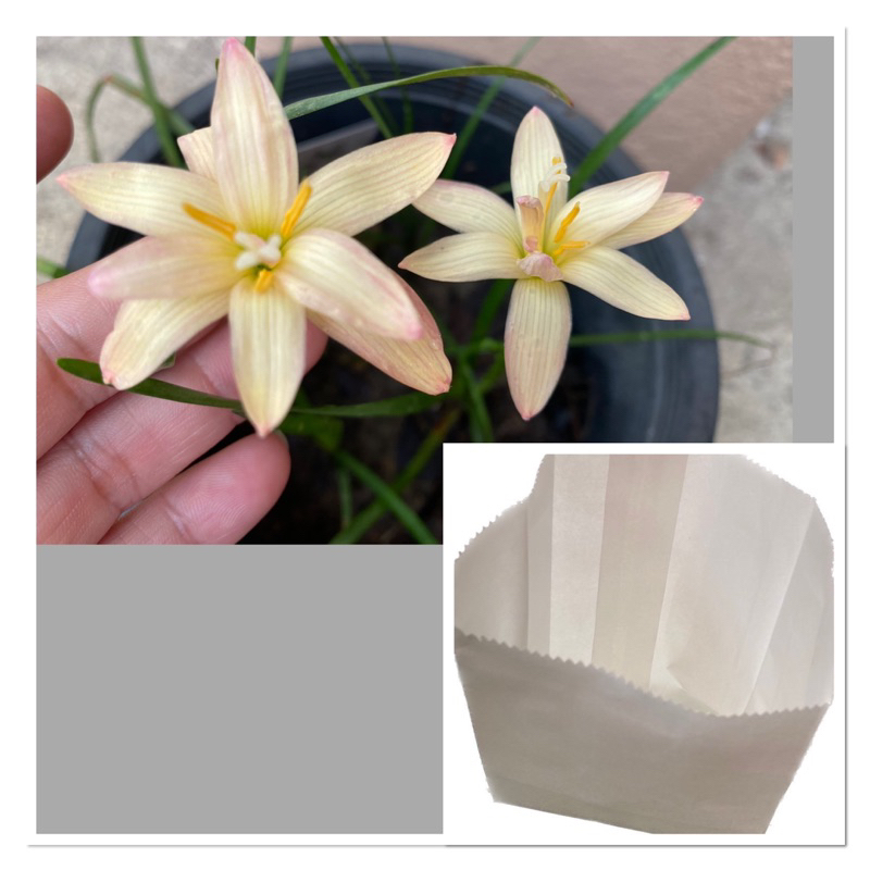 635ด.หัวดอกบัวดิน Ma207 หัวละ 30 บาท