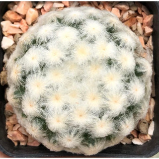 ขนร่มขนละมุนไม้เมล็ดนะคะ สวยๆ 💖💖 💗💗☁️☁️Mammillaria Plumosa ☁️☁️แมมขนนกขาวลูกไม้ขนร่มพ่อแม่ขนญี่ปุ่นเกิดโตที่สวน 🌸