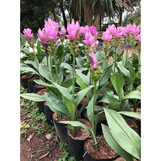 ต้นปทุมมา กระเจียวหรือทิวลิปสยาม มีสีขาว ชมพู และแดงชาโด้(สีขมพูเข้ม) จัดส่งเป็นต้นนะคะ
