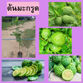 🍐🍐ต้นมะกรูด ต้นเสียบยอด🍐🍐 🌲🌲เปลือกหอม น้ำเยอะ ปลูกง่าย🌲🌲 🌴🌴ความสูงต้นประมาณ 45-50 ซม.🌴🌴