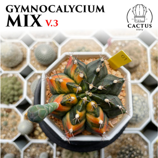 🌵Gymnocalycium ด่าง ไม้เมล็ดและชำหน่อ🌵 V3 (อัพเดท 09/09/2023)