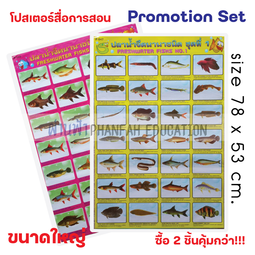 (ถูกกว่าซื้อแยก10%)โปสเตอร์ความรู้ ปลาน้ำจืดนานาชนิด ชุดที่ 1 และ 2 เซทสุดคุ้ม