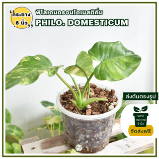 ฟิโลเดนดรอนโดเมสติคั่ม  Philodendron Domesticum (ต้นด่าง)