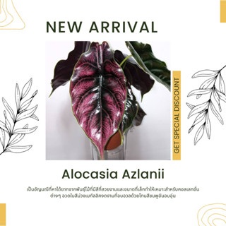 อโลคาเซีย อัสลานิอาย (Alocasia Azlanii)