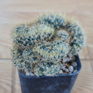 แมมเม็ดพริกคริสตาต้า แคคตัสแปลกๆ หายาก น่าสะสสม [Mammillaria prolifera f. cristata hort.]