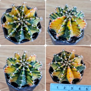 ยิมโนด่างบั้งคมสวย Gymnocalycium mihanovichii Lb2178 Hybrid ไม้เมล็ด