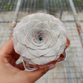 กรีนโนเวีย Greenovia Pandora สีม่วงสวยๆ กระถาง 7cm กุหลาบหิน ไม้อวบน้ำ succulent Echeveria haworthia lithop