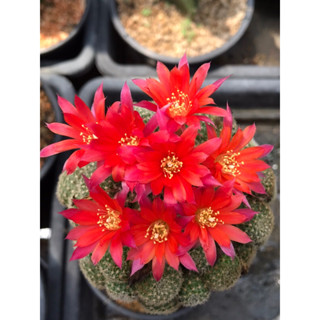 รีบูเทียจูดิธ แดงปลายบานเย็น Rebutia Judith