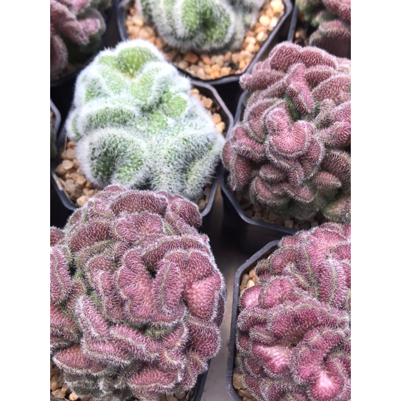 แมมสมองแดง แมมโยกัง Mammillaria Compressa Cv.yokan