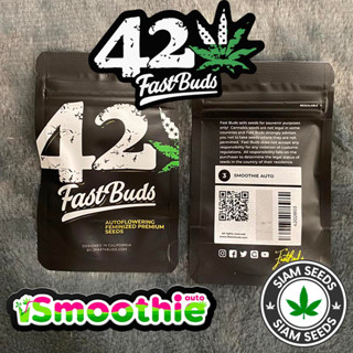 เมล็ดกัญชา Fastbuds Smoothie Auto Cannabis Seeds (Pack of 3)