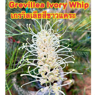 ขายกิ่งพันธุ์ GrevilleaIvory Whip(สนเกรวิลเลีย สีขาวแคระ)ดอกดก ออกดอกทั้งปี กิ่งทาบความสูง 60-70cm.พร้อมออกดอก