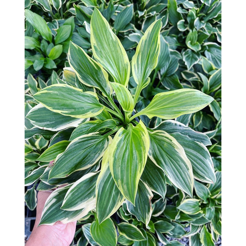 Hosta crispula (Curled Plantain Lily) พัดโบกด่าง