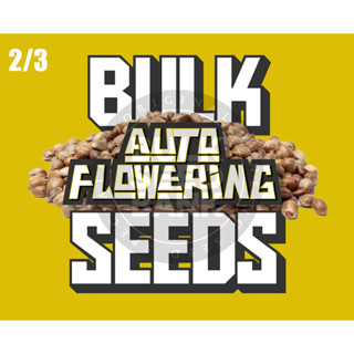 2/3 AUTO BulkSeedsbank ALL Breeds For 2023.