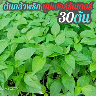 ต้นกล้า พริกขี้หนู ซุปเปอร์ธันเดอร์ 30 ต้น CLAUSE (HOT PEPPER Super Thunder F1) พริกจินดา ต้นอ่อนพริกขี้หนู ต้นอ่อนพริก